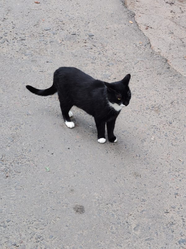 Black and white cat on a cracked Mahilyow street