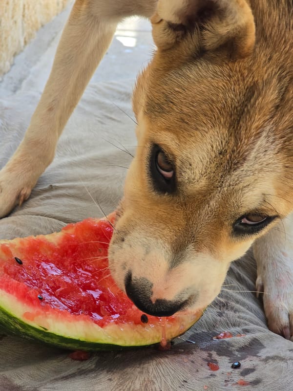 Dogs snacking on watermelon, mountains and streets in the background