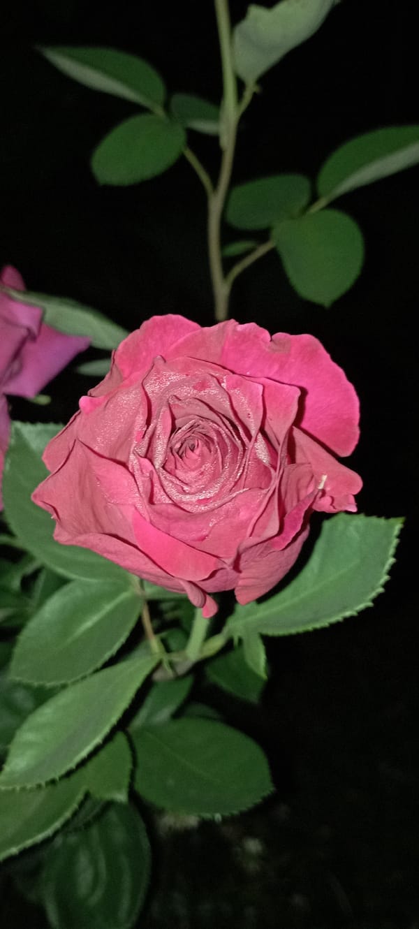 Dewy roses and garden details, Radisne after dark