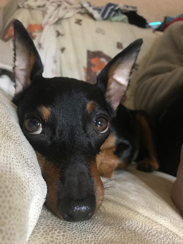 Puppy photographed multiple times in San Martín de Porres