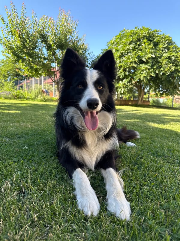 Border Collie relaxing in a Berkovitsa yard on a summer day