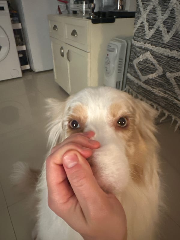 Dog receives affection in Ramat Gan home