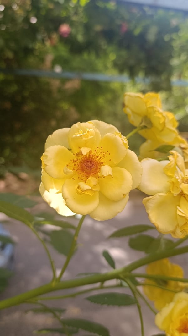 Pets, flowers, and coffee on a slow morning at home