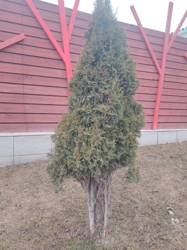 Coniferous shrub documented near red wooden fence in Neftekamsk