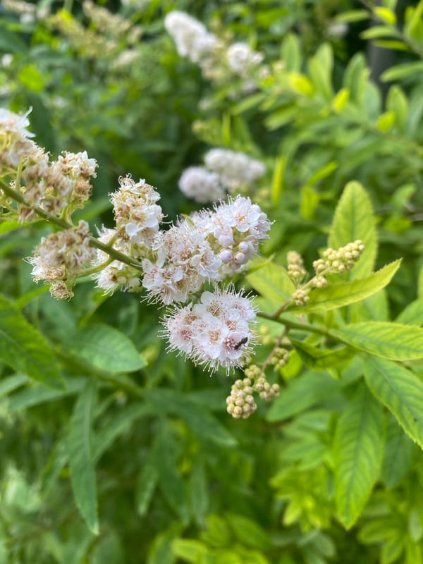Dense cluster of white and pink flowers on a Voronezh branch