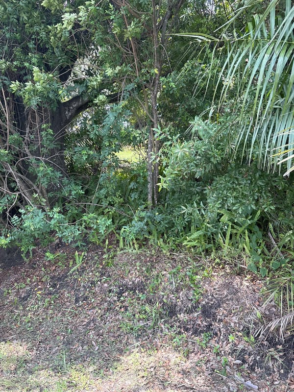 Overgrown Florida scrubland with palms and power lines, Parrish