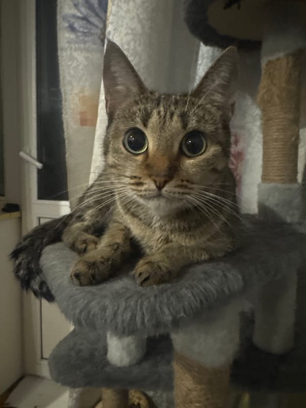 Tabby cat does cat things on a cat tree in Samara