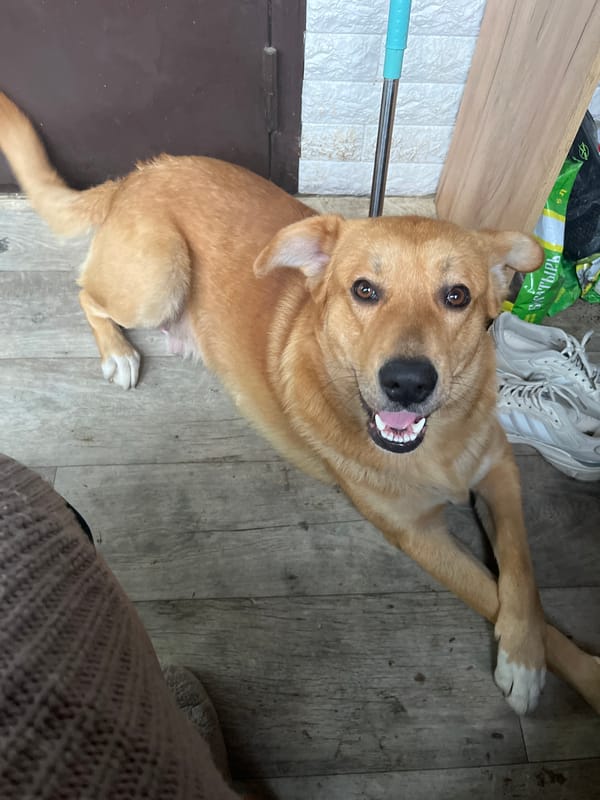 Dog plays with owner in Russian home