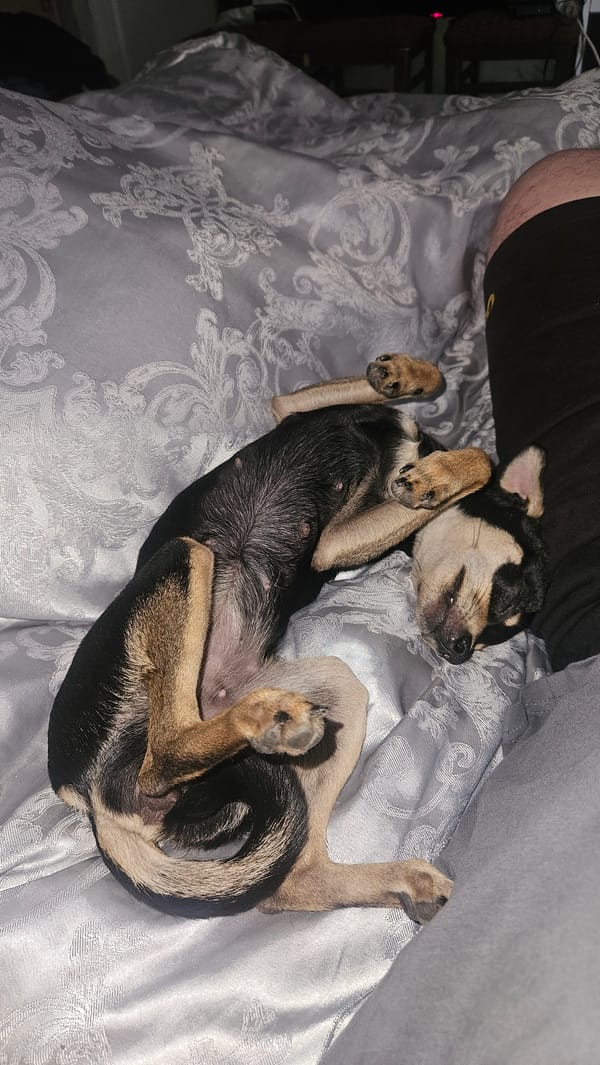 Dog relaxes on bed in Bulgarian home