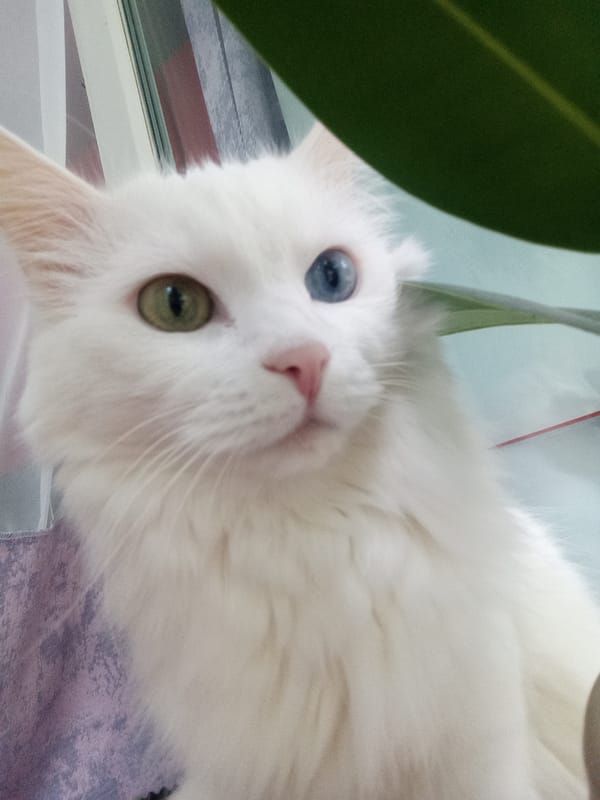 Cozy Belogorsk morning: odd-eyed cat, houseplants, and neighborhood streets