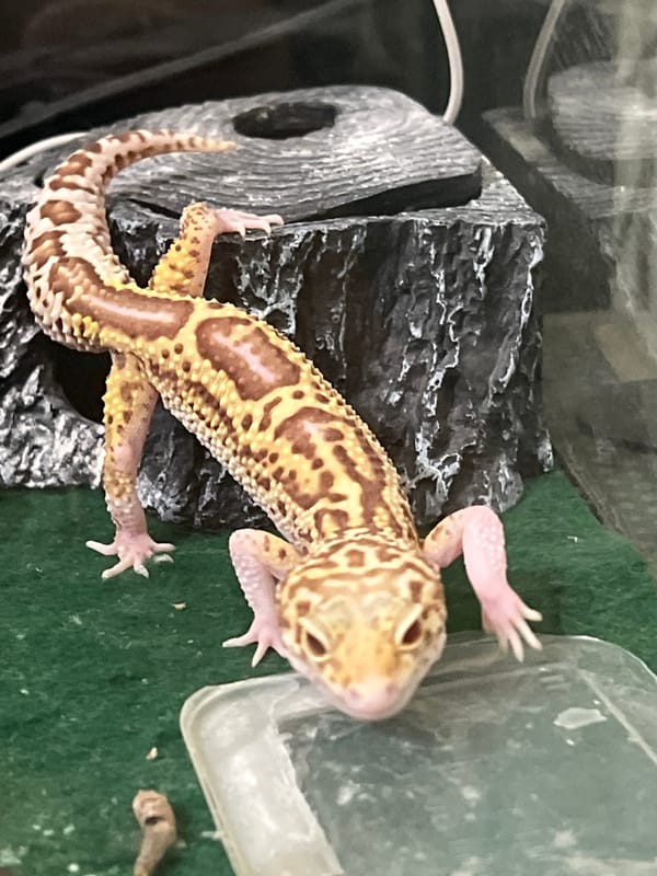 Leopard gecko documented in terrarium habitat, Mendeleyevsk Russia