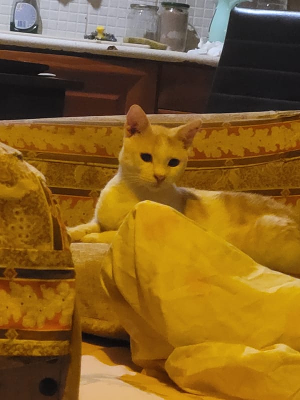 Cat observed resting in multiple positions during evening hours