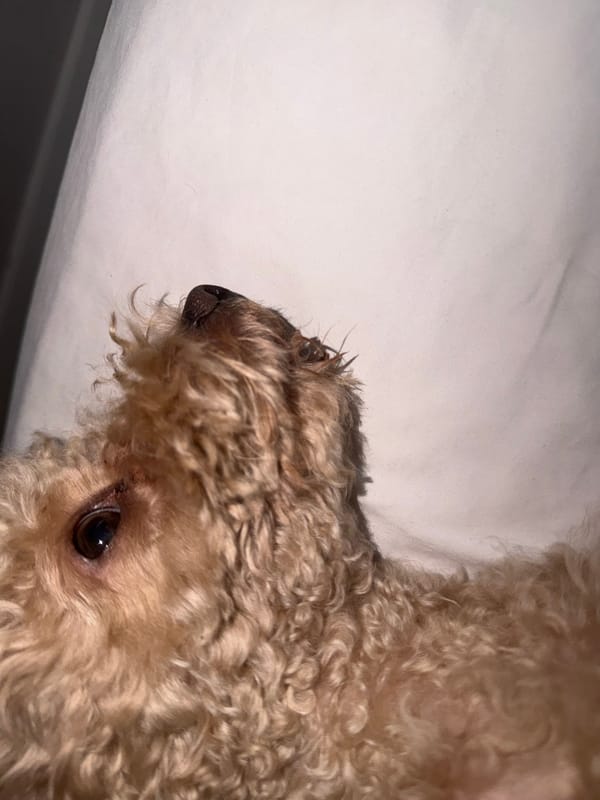 Poodle and cat get late-night cuddles on a white bed