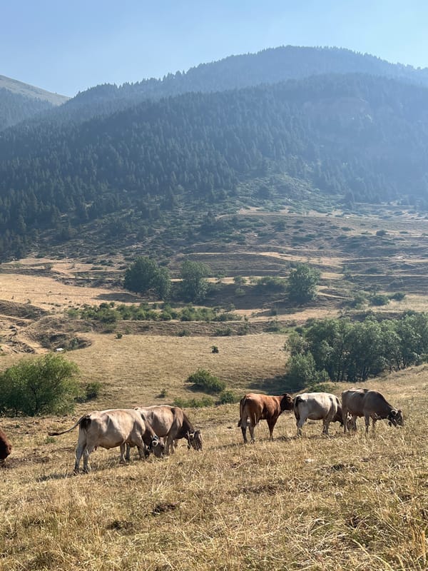 Cattle grazing on a mountain slope in the Pyrenees near Benasque