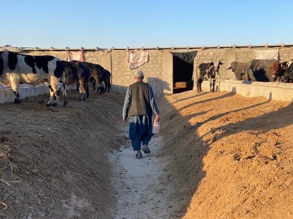 Man tends cattle at farm in Jabadar, Afghanistan