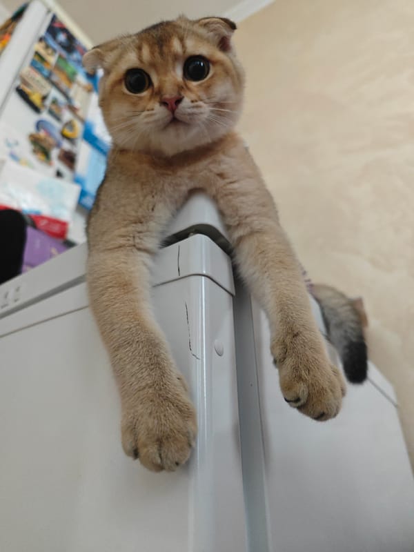 Scottish Fold claims the top of a Moscow washing machine