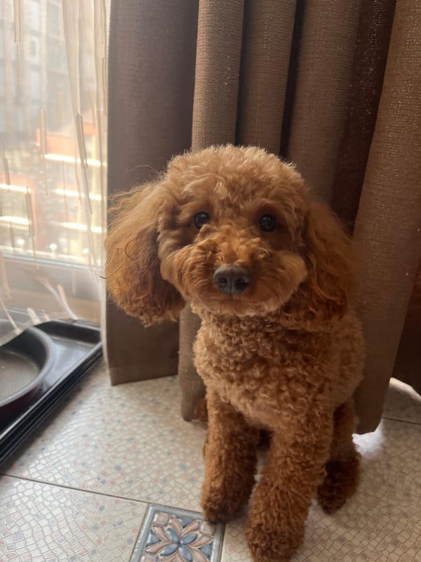 A poodle's lazy morning in Dnipro, with city glimpses