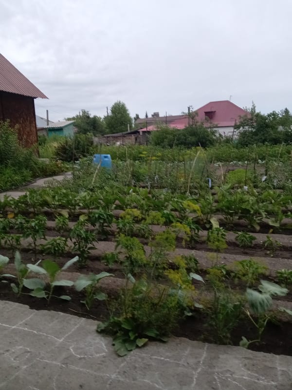 Summer garden and home snapshots from Oskemen, Kazakhstan