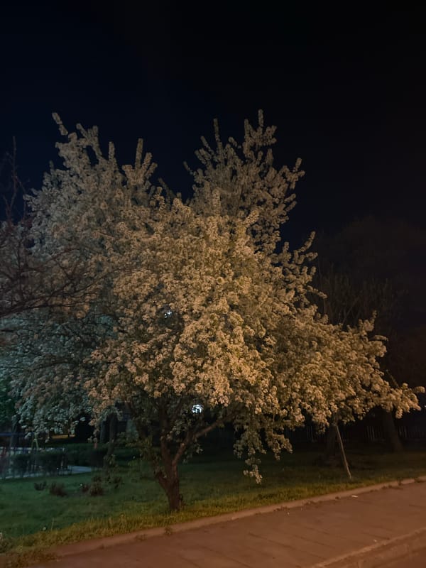 Blooming white flowering tree observed at night near sidewalk