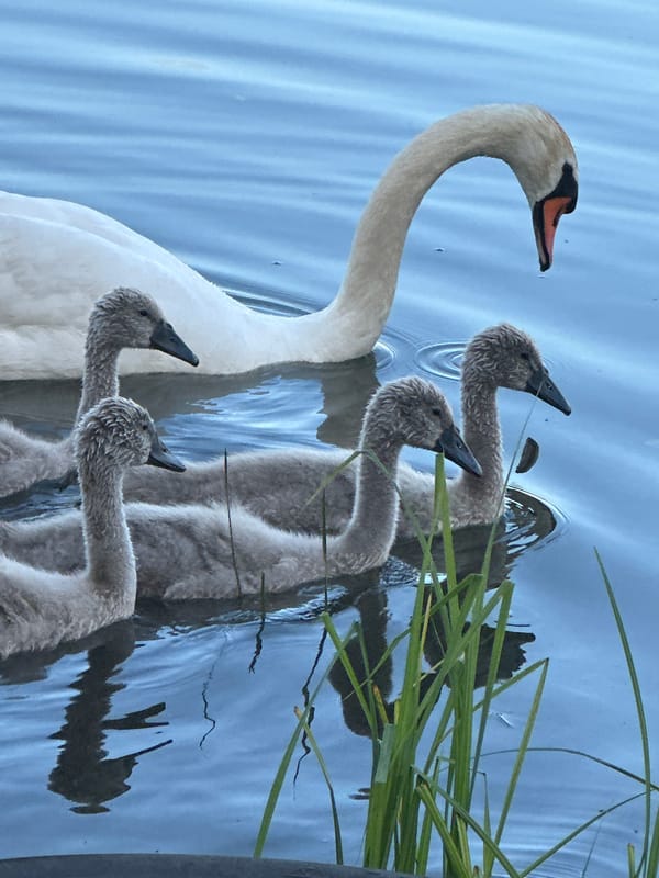 Swan family with cygnets on a quiet Ukrainian lake