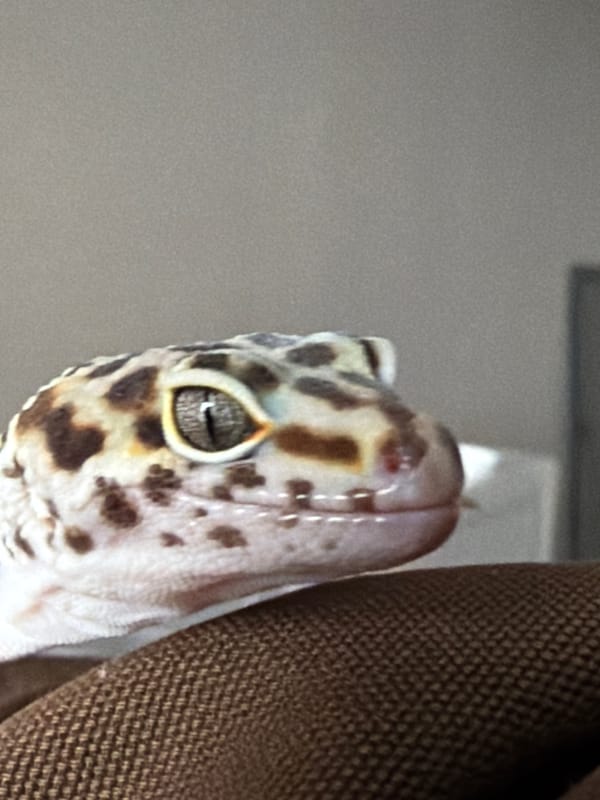 Pet owner documents leopard gecko's computer desk adventures in Izhevsk