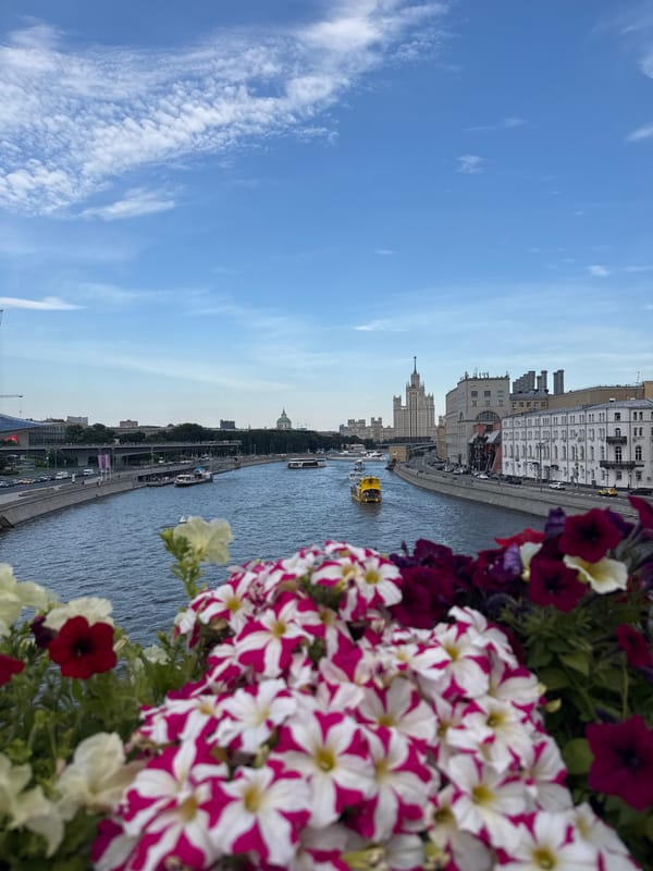 Vibrant petunia bed in full bloom, Moscow