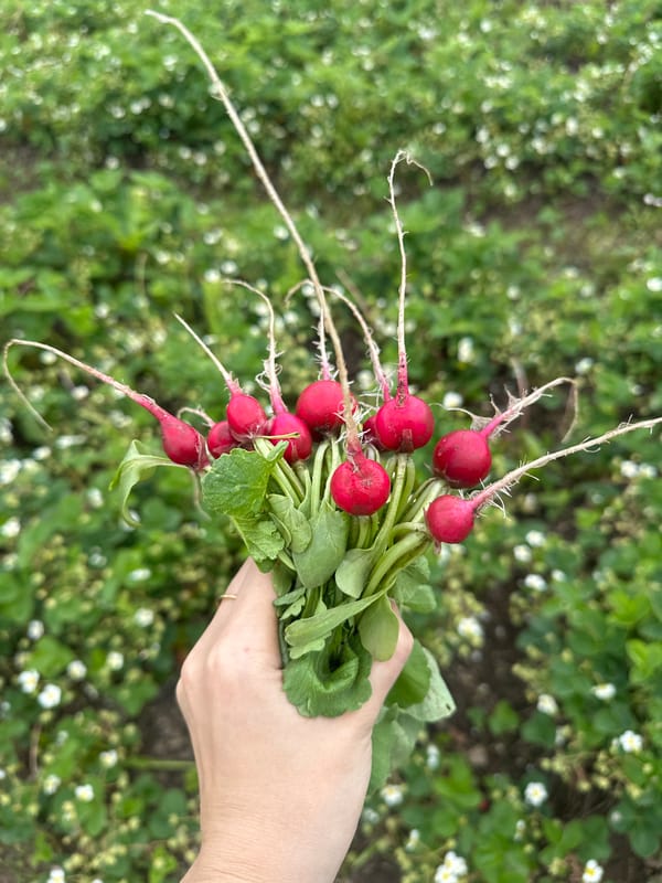 Fresh radishes harvested and washed in rural Russian village