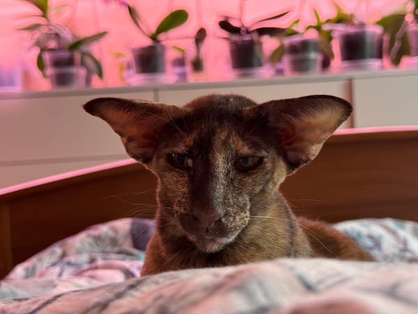 Pet owner captures quiet morning moments with cat and dog
