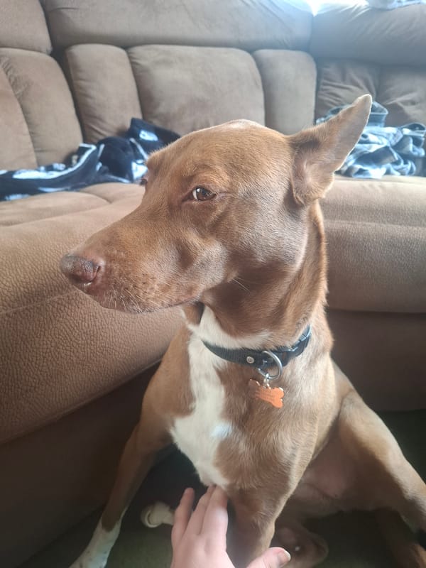 Dog receives pets while resting on couch in Naucalpan