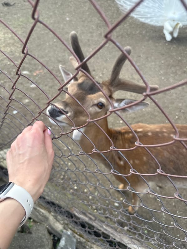Visitor documents animals at Aytos zoo during afternoon visit
