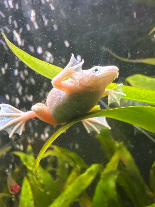Frog on aquatic plant and toy dog on world map, Tyumen