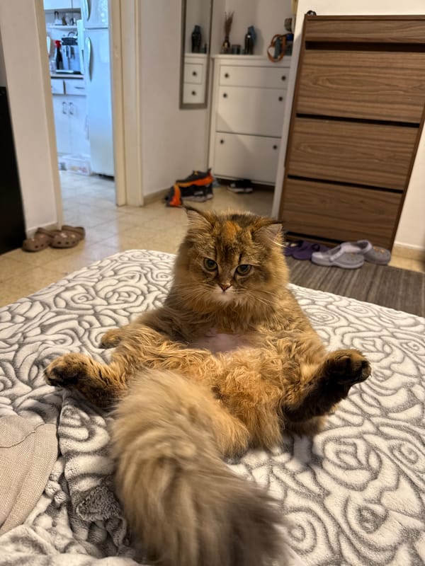 Pets observed in casual moments across Petah Tikva locations