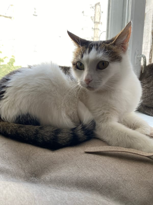 Twelve cats, various breeds, indoors and out