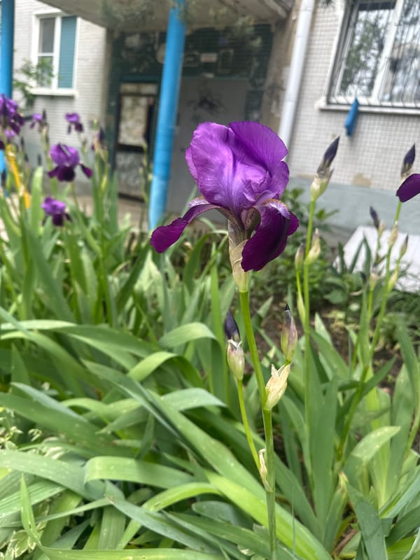 Purple irises bloom in urban Stavropol garden area