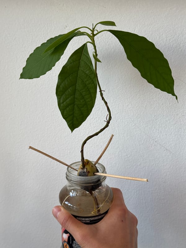 Avocado seed sprouting experiment documented in Podgorica bottle setup