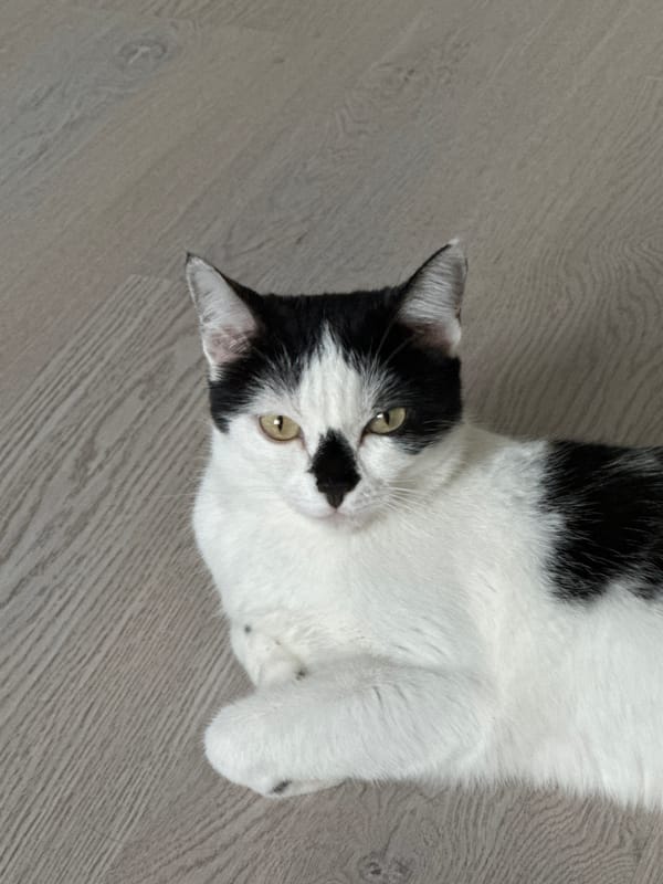 Black and white cat relaxing indoors in Kokshetau