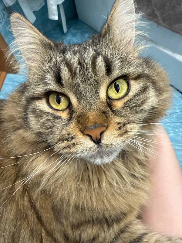 Brown tabby cat photographed in portrait style in Izhevsk