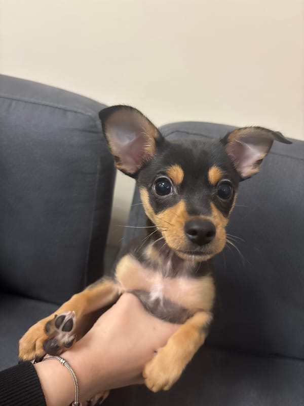 Puppy held in hands photographed in Pleven, Bulgaria