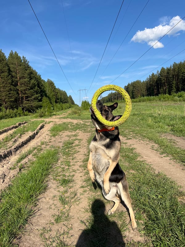 Dog walking session recorded in Nizhny Tagil forest area