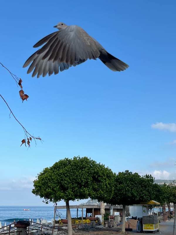 Morning moments captured across Alanya's coast and streets
