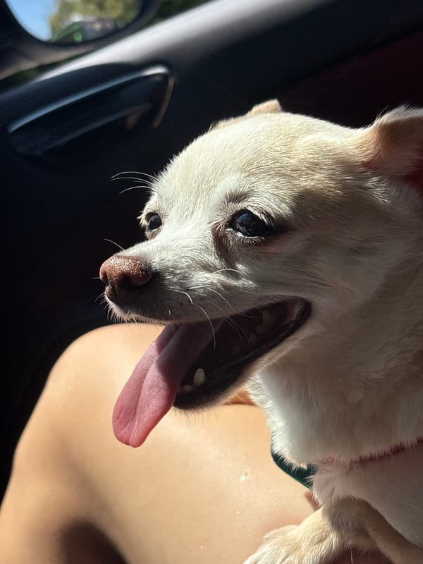 Chihuahua riding shotgun near Vratsa, tongue out