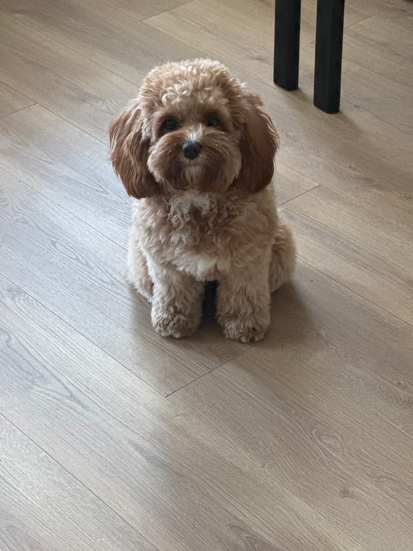 Cockapoo dog spotted at home in Burgas, Bulgaria