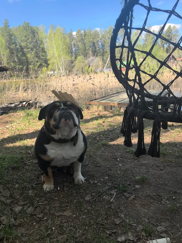 Rural moments with bulldog, beetle, pond documented in Noviy