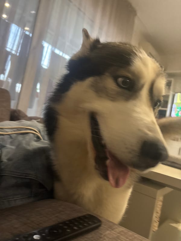 Husky enjoys petting session at home in Plovdiv