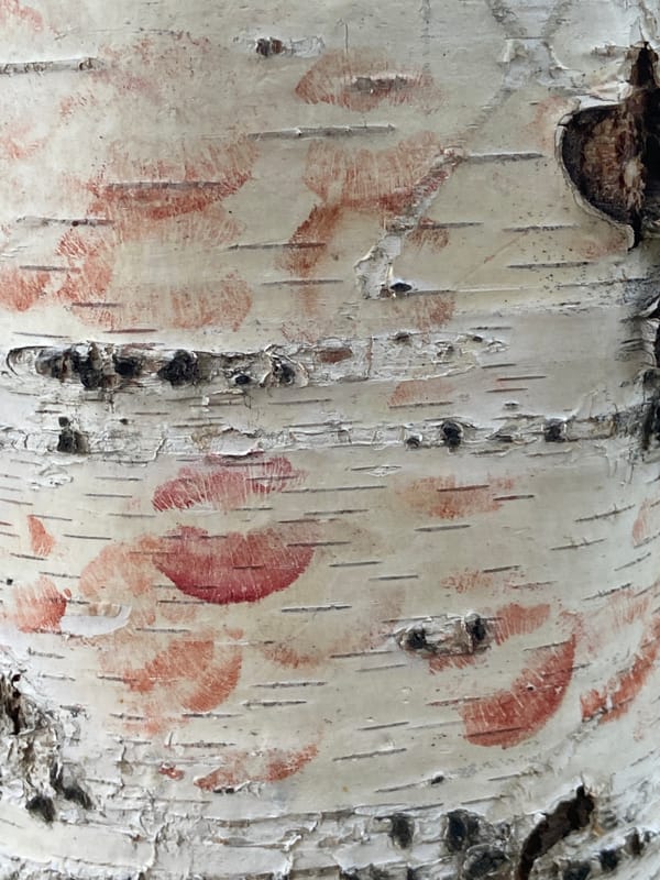 Birch tree in Moscow park covered with lipstick kisses