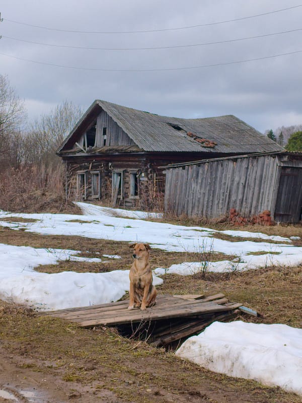 Dog spotted on old bridge in rural Russia