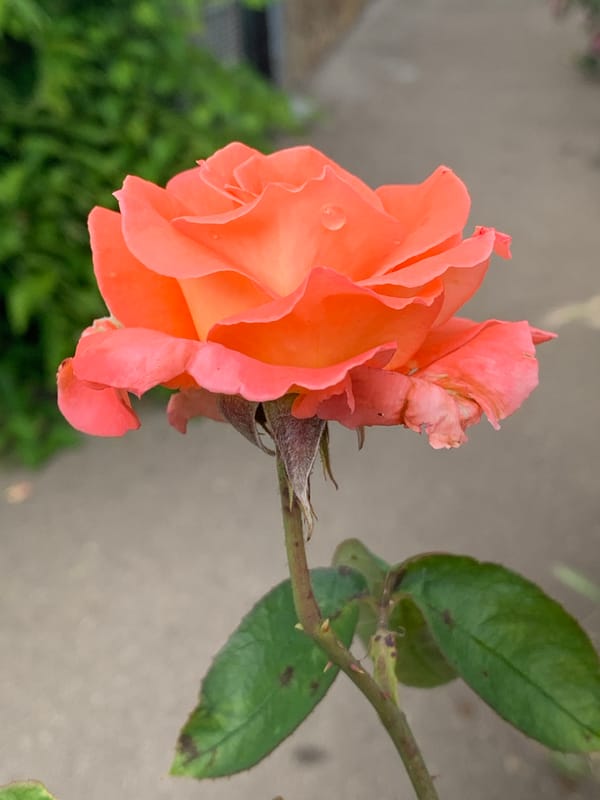 Witness documents afternoon garden blooms and neighborhood scenes