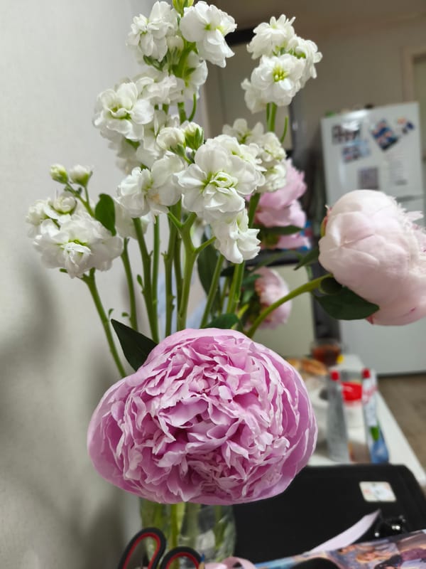 Evening closeups of flowers, cacti, and breakfast in Asan-si