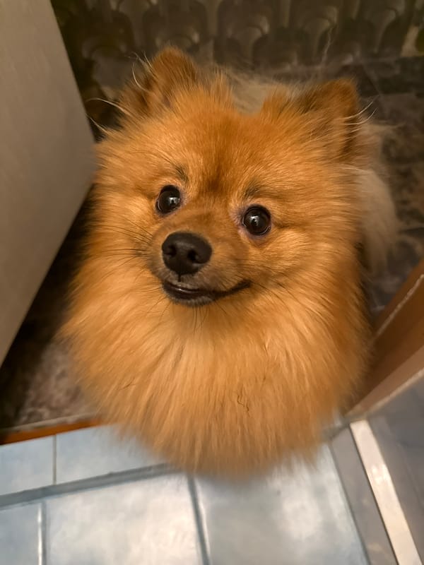 Pomeranian dog photographed in Khimki bathroom
