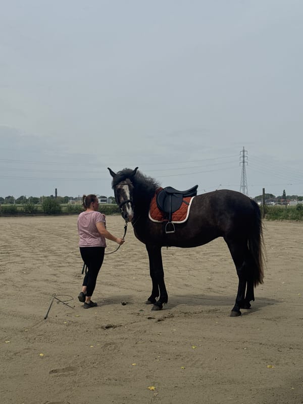 Horse training and care activities documented at Belgian equestrian facility